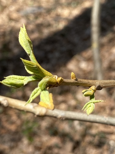 Carya cordiformis (bitternut hickory)