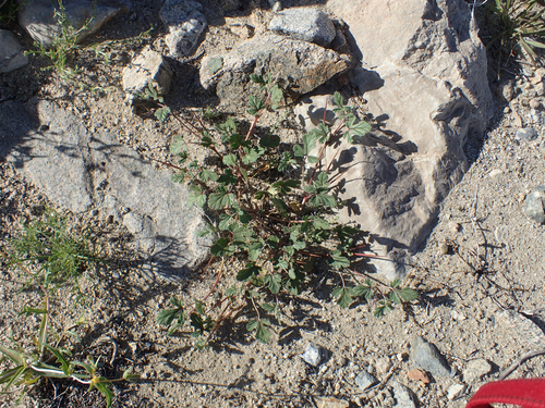 Erodium texanum (Texas stork's bill) (alternate view 3)