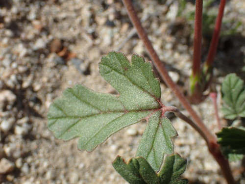 Erodium texanum (Texas stork's bill) (alternate view 4)