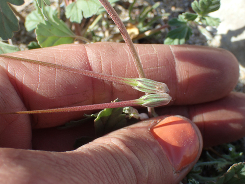 Erodium texanum (Texas stork's bill) (alternate view 5)