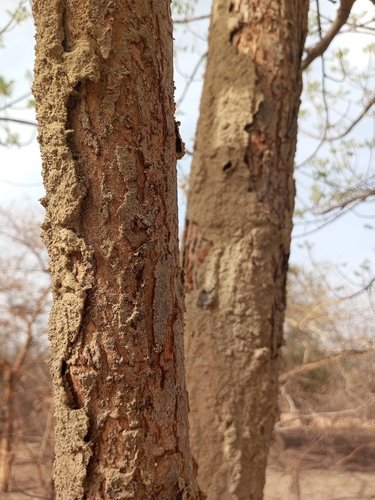 Azadirachta indica (Neem Tree)