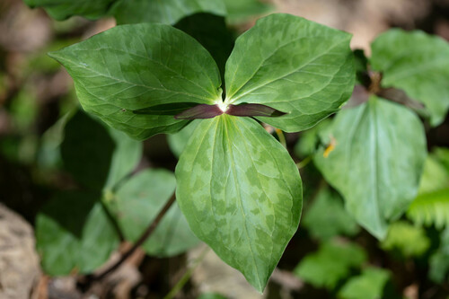 Trillium cuneatum (Little Sweet Betsy) (alternate view 3)