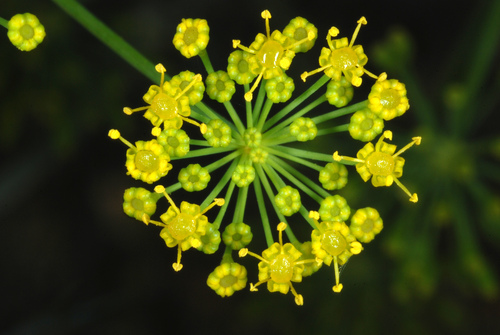 Anethum graveolens (Dill)