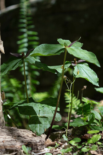 Trillium cuneatum (Little Sweet Betsy) (alternate view 4)