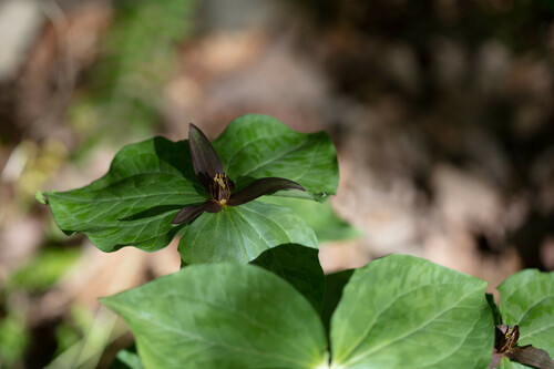Trillium cuneatum (Little Sweet Betsy) (alternate view 5)