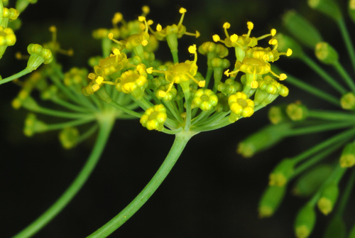 Anethum graveolens (Dill) (alternate view 2)