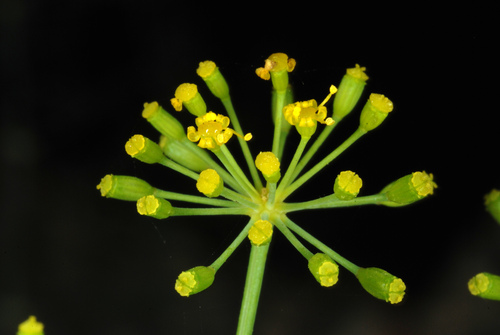 Anethum graveolens (Dill) (alternate view 3)
