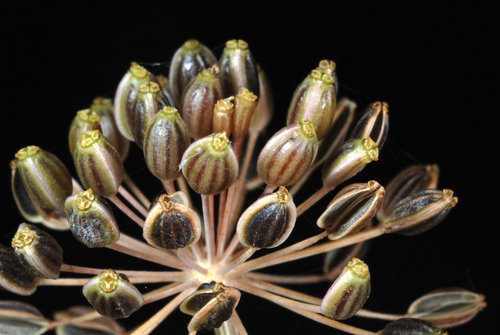 Anethum graveolens (Dill) (alternate view 4)