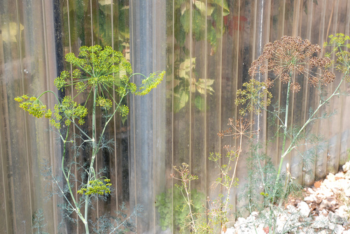 Anethum graveolens (Dill) (alternate view 5)