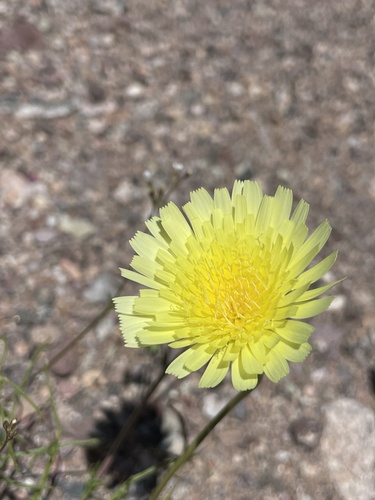 Malacothrix glabrata (desert dandelion) (alternate view 9)