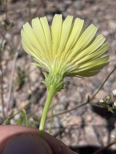 Malacothrix glabrata (desert dandelion) (alternate view 10)
