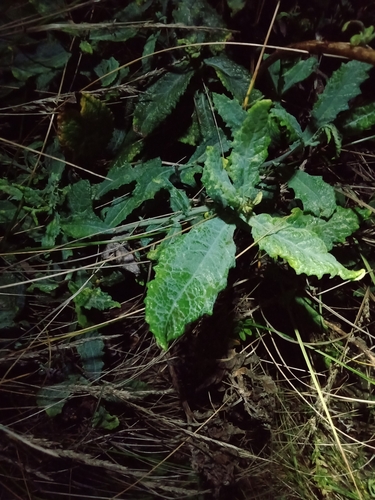 Senecio odoratus (Scented Groundsel)