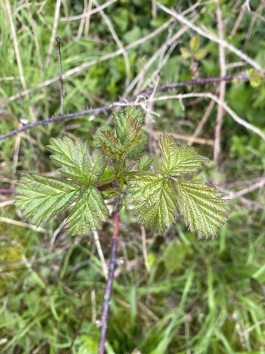Rubus fruticosus (alternate view 7)