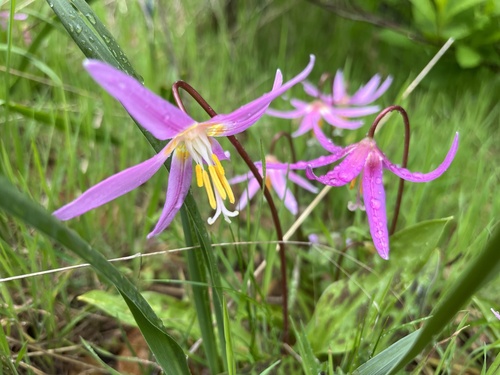 Erythronium revolutum (coast fawn lily) (alternate view 5)