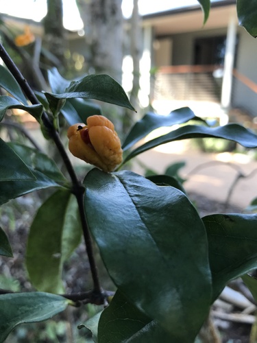 Pittosporum revolutum (Rough-fruited Pittosporum) (alternate view 9)