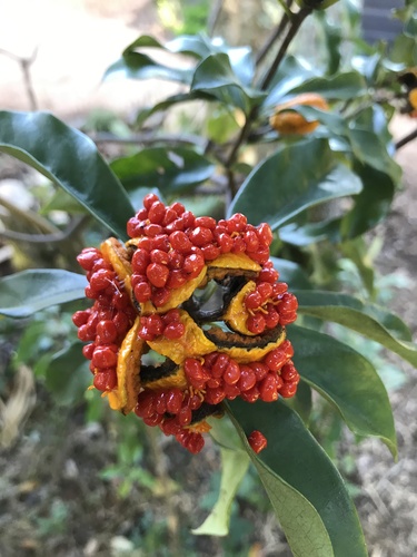 Pittosporum revolutum (Rough-fruited Pittosporum) (alternate view 8)