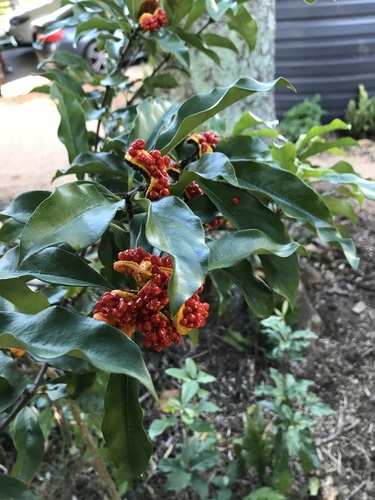 Pittosporum revolutum (Rough-fruited Pittosporum) (alternate view 10)