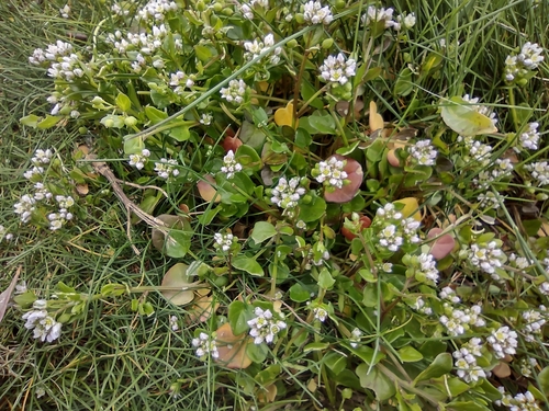 Cochlearia danica (Danish Scurvy-grass)