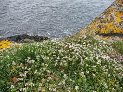 Cochlearia danica (Danish Scurvy-grass)