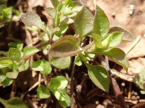 Moehringia trinervia (Three-nerved Sandwort)