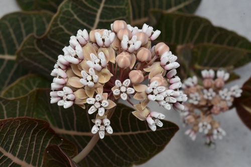 Asclepias humistrata (Sandhill milkweed)