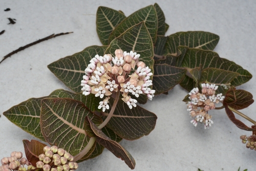 Asclepias humistrata (Sandhill milkweed) (alternate view 2)