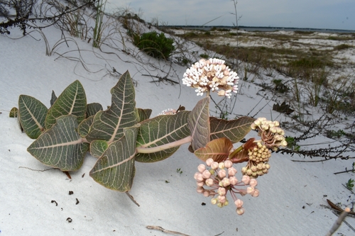 Asclepias humistrata (Sandhill milkweed) (alternate view 3)