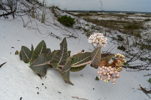 Asclepias humistrata (Sandhill milkweed) (alternate view 4)