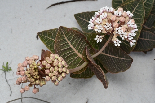Asclepias humistrata (Sandhill milkweed) (alternate view 5)