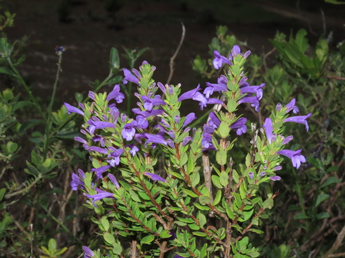 Clinopodium (Calamints) (alternate view 6)