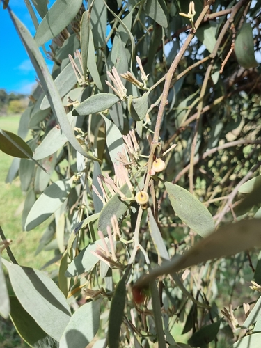 Amyema quandang (grey mistletoe) (alternate view 8)