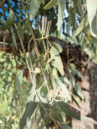 Amyema quandang (grey mistletoe) (alternate view 9)
