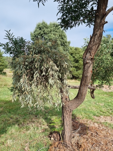 Amyema quandang (grey mistletoe) (alternate view 10)