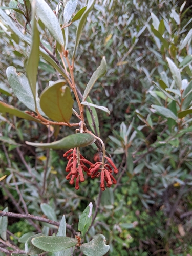 Grevillea victoriae (Royal Grevillea) (alternate view 2)