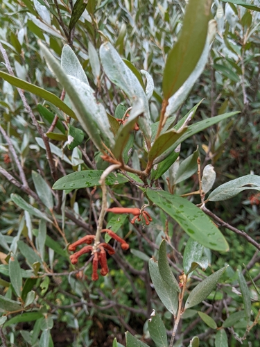 Grevillea victoriae (Royal Grevillea) (alternate view 3)