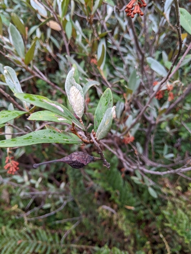 Grevillea victoriae (Royal Grevillea) (alternate view 4)