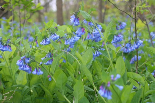 Mertensia virginica (Virginia Bluebells)