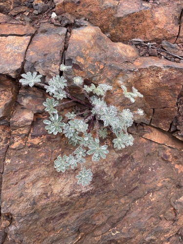 Lupinus concinnus (bajada lupine) (alternate view 10)