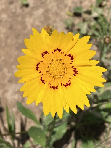 Coreopsis (Tickseed)