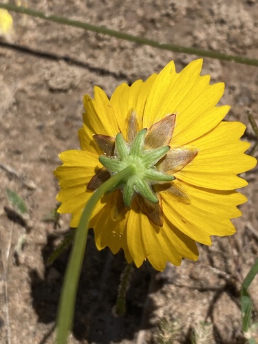 Coreopsis (Tickseed) (alternate view 2)