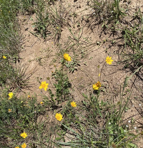 Coreopsis (Tickseed) (alternate view 3)