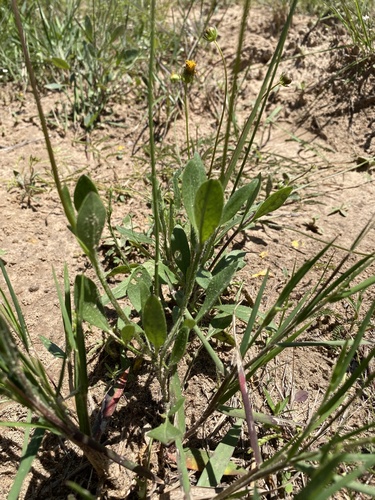 Coreopsis (Tickseed) (alternate view 4)