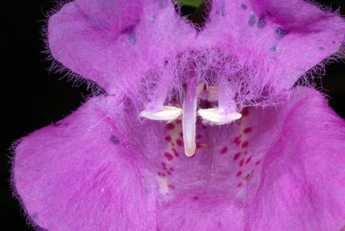Agalinis purpurea (purple false foxglove) (alternate view 4)