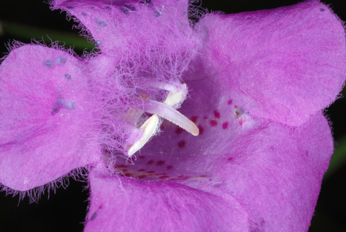 Agalinis purpurea (purple false foxglove) (alternate view 5)