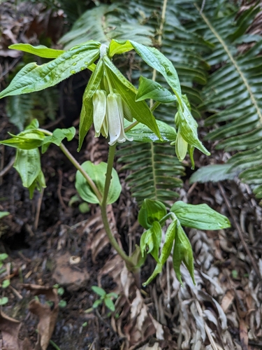 Prosartes smithii (Largeflower Fairybells) (alternate view 2)