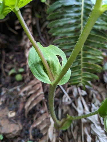 Prosartes smithii (Largeflower Fairybells) (alternate view 3)