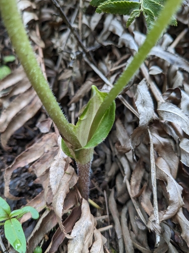 Prosartes smithii (Largeflower Fairybells) (alternate view 4)