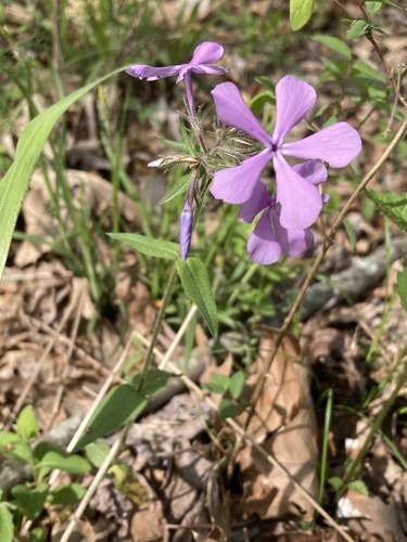 Phlox divaricata (Woodland Phlox)