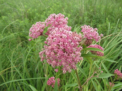 Asclepias incarnata (Swamp Milkweed)