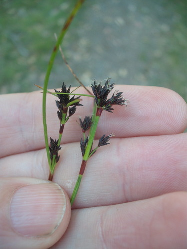 Schoenus apogon (common bog-rush) (alternate view 3)